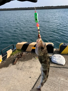 ホッケの釣果