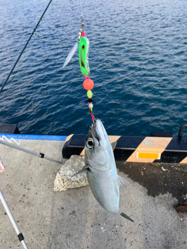 サバの釣果