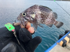 キツネメバルの釣果