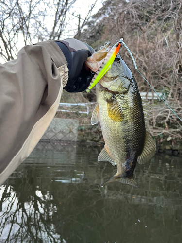 ラージマウスバスの釣果