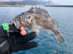 クロソイの釣果