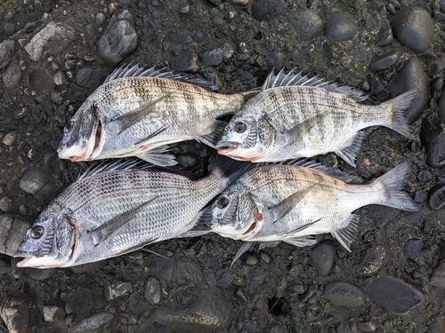 チヌの釣果