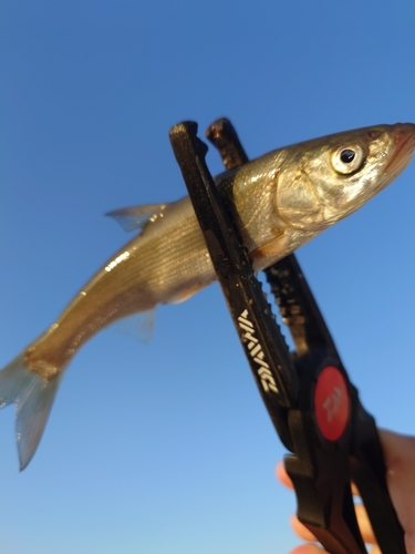 マルタウグイの釣果