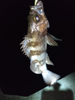 メバルの釣果