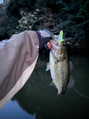 ラージマウスバスの釣果