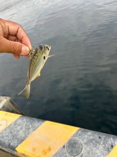 ヒイラギの釣果