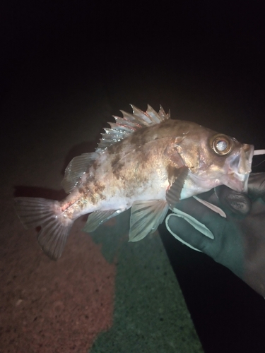 メバルの釣果