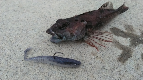 ハゼの釣果