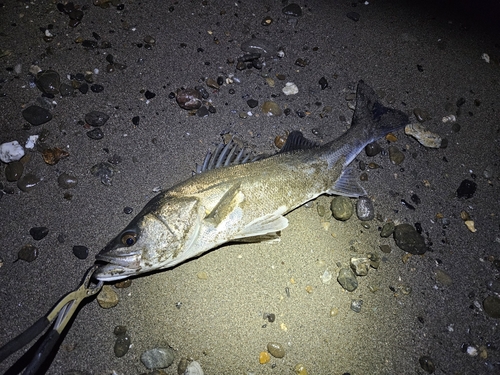 スズキの釣果