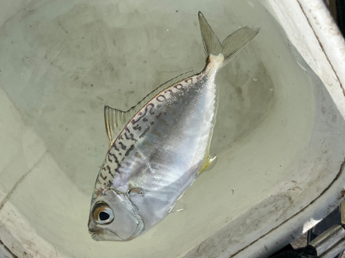 コバンヒイラギの釣果