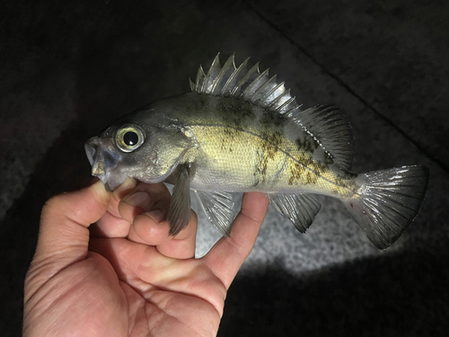 シロメバルの釣果