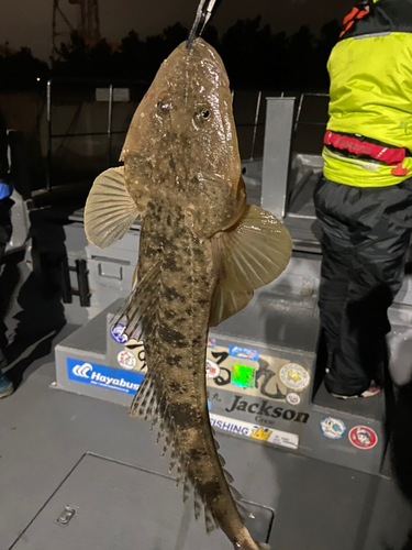 マゴチの釣果