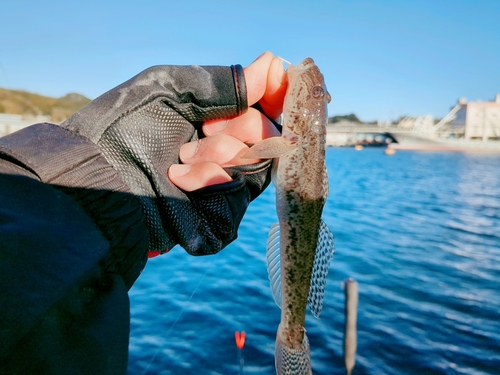 ハゼの釣果