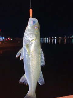 セイゴ（マルスズキ）の釣果