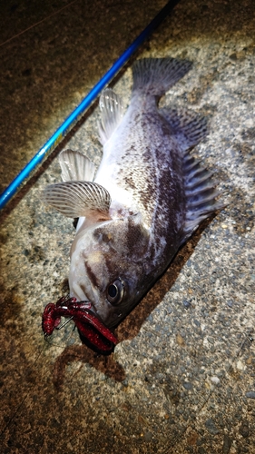 クロソイの釣果