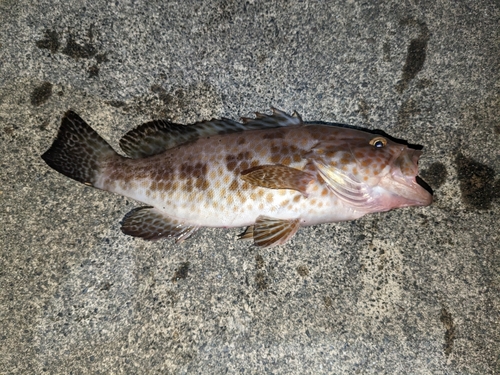 オオモンハタの釣果