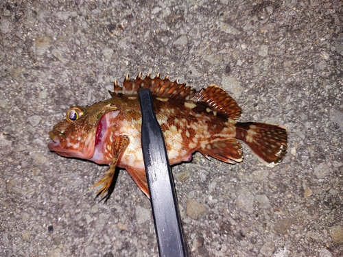 カサゴの釣果