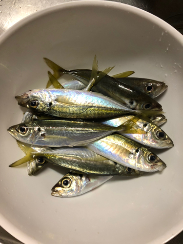 アジの釣果