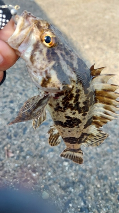 ベッコウゾイの釣果