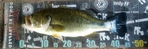 ブラックバスの釣果