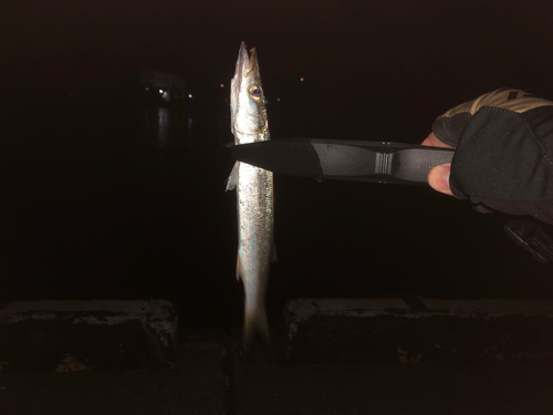 カマスの釣果