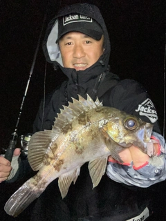 メバルの釣果