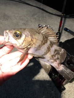 メバルの釣果