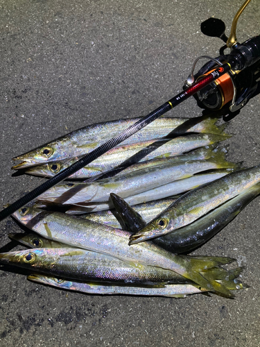 アカカマスの釣果