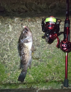 クロソイの釣果