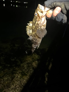 タケノコメバルの釣果