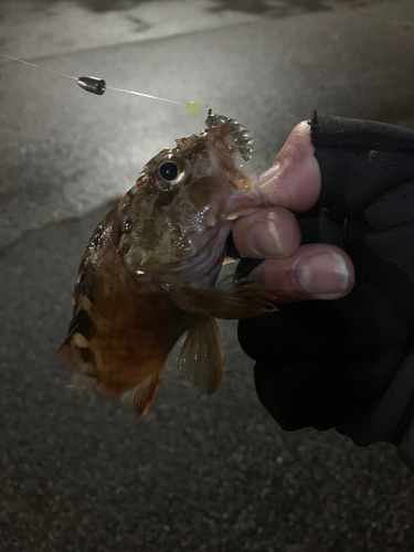 カサゴの釣果