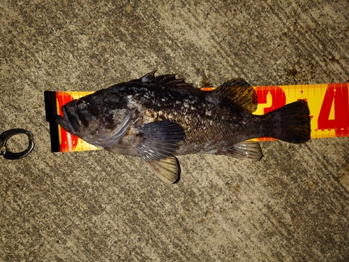 クロソイの釣果