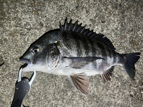 クロダイの釣果