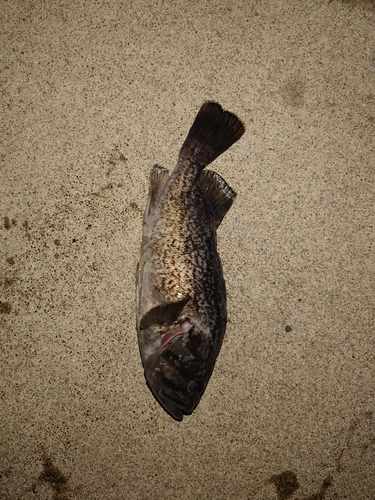 クロソイの釣果