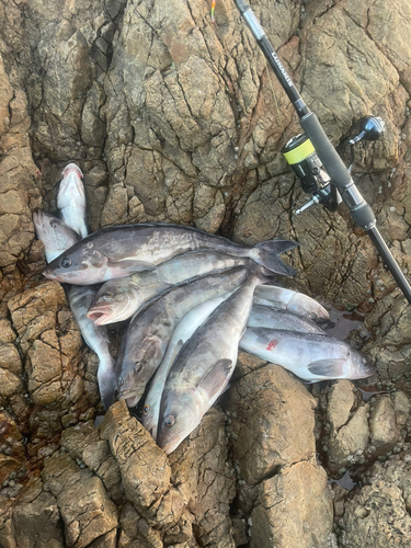 ホッケの釣果