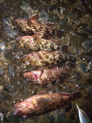 アラカブの釣果