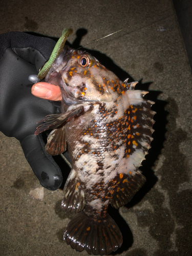 オウゴンムラソイの釣果