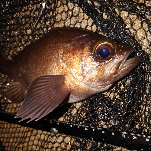 メバルの釣果