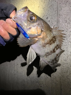 クロメバルの釣果