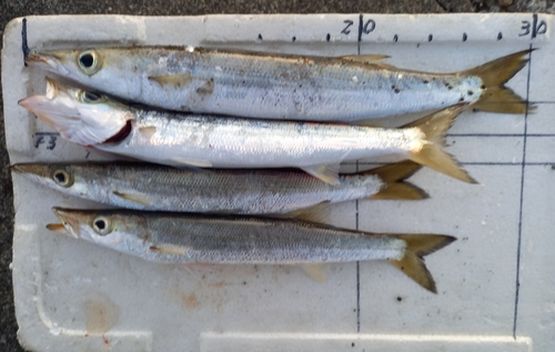 カマスの釣果