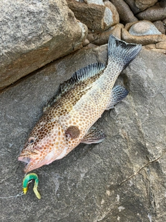 オオモンハタの釣果