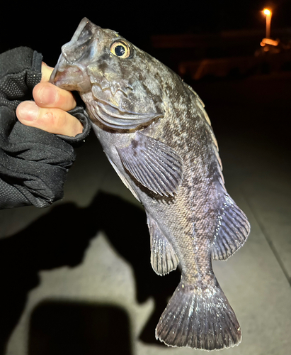 クロソイの釣果