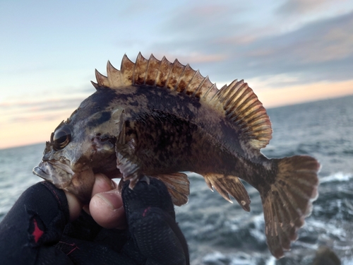 ムラソイの釣果