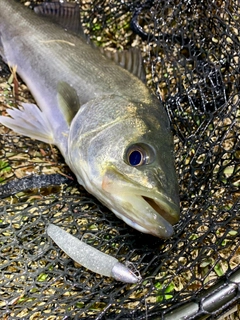 フッコ（マルスズキ）の釣果