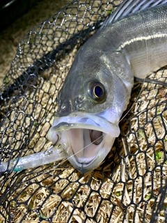 フッコ（マルスズキ）の釣果