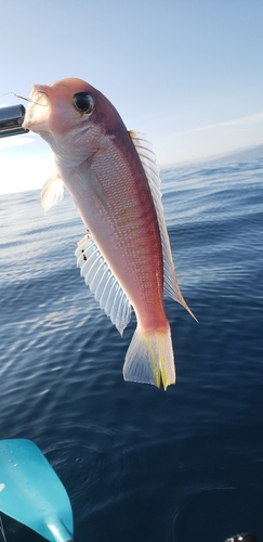 アマダイの釣果