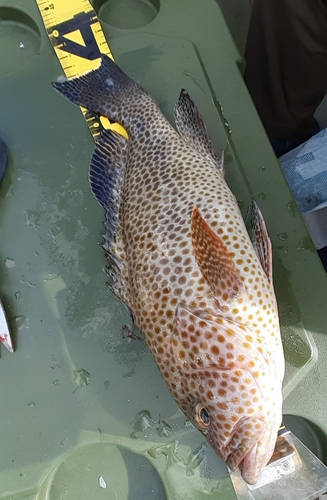 オオモンハタの釣果