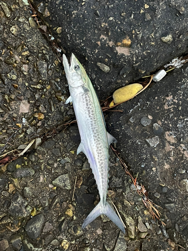 サゴシの釣果