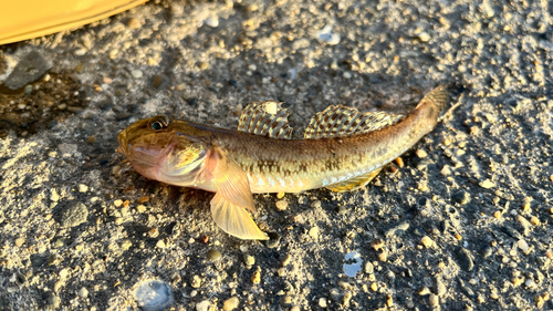 ハゼの釣果