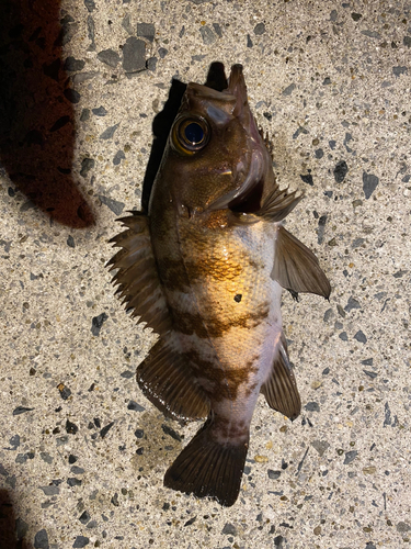 メバルの釣果